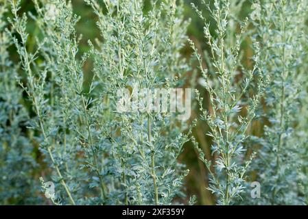 Gemeinsamer Wermut, Artemisia Absinthium Nahaufnahme selektiver Fokus Stockfoto