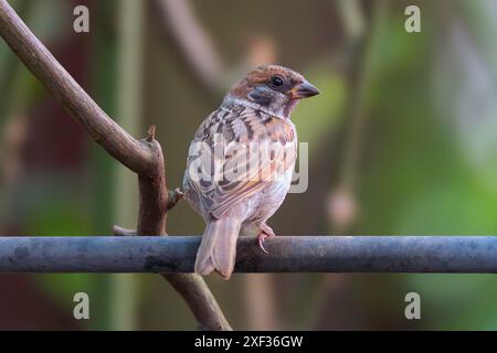Weibliche Baumsperling im Garten, Vogel sitzt auf Metallzaun (Passer montanus) Stockfoto