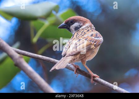 Männlicher Baumsperling Nahaufnahme (Passer montanus) Stockfoto