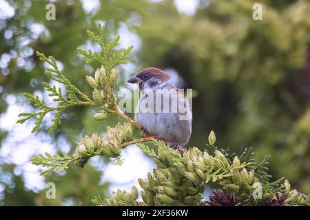 Baumsperling auf einem Thuja-Busch im Garten (Passer montanus) Stockfoto