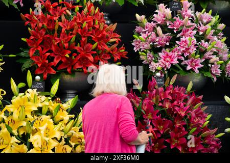 Richmond upon Thames, London, Großbritannien. Das RHS Hampton Court Palace Garden Festival, die größte Blumenausstellung der Welt, wird am 2-7. Juli 2024 eröffnet. Die letzten Vorbereitungen finden am Morgen des Pressetages in farbenfrohen Ausstellungen im Blumenzelt statt. Quelle: Malcolm Park/Alamy Live News Stockfoto