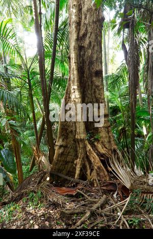 Das Bild zeigt einen üppigen, halbtropischen Regenwald im Palms-Nationalpark bei Cooyar, Queensland, Australien. Stockfoto