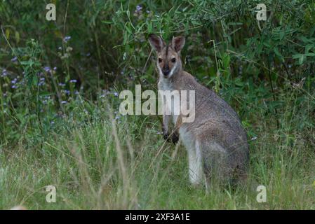 Benentts Red Neck Wallaby weidet auf Laub in Queensland, Australien Stockfoto