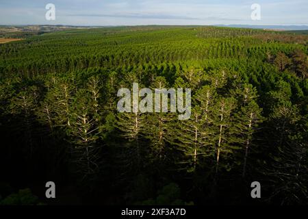 Der Blick aus der Vogelperspektive fängt den kommerziellen Hoop Pine Forest mit seinem dichten und lebhaften grünen Baldachin ein. Die Bäume sind sorgfältig in gleichmäßigen Reihen angeordnet. Stockfoto