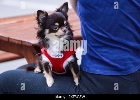 St. Petersburg, Russland. 30. Juni 2024. Während des Petshop Days Festivals im Primorsky Victory Park sitzt ein Hund auf dem Schoß seines Besitzers. Petshop Days ist ein jährliches Festival für Haustiere und ihre Besitzer. In diesem Jahr wurde ein richtiges Sommercamp im Primorsky Victory Park mit Unterhaltung für Besitzer und ihre Haustiere vorbereitet. GENIESSEN SIE Schwimmen, Agilität und Tauchen am Dock, shoppen Sie auf dem Markt und helfen Sie in Schutzhütten, tanzen Sie zu den Spuren Ihrer Lieblingskünstler und Vorträge von Stars sowie Wettbewerbe und Geschenke. (Foto von Artem Priakhin/SOPA Images/SIPA USA) Credit: SIPA USA/Alamy Live News Stockfoto