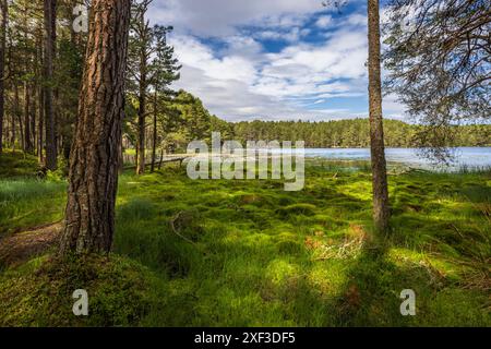 Durch die Scots Pines zum Loch Garten im Cairngorms National Park, Schottland Stockfoto