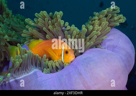 Malediven Anemonfische (Mmphiprion nigripes) in prächtiger Anemone (Heteractis magnifica) Stockfoto