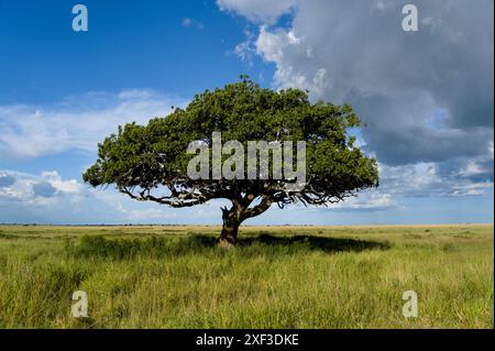 Einzelner Baum in der riesigen Savanne der Serengeti Stockfoto