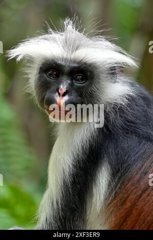 Sansibar Red Colobus (Piliocolobus kirkii) im Jozani Forest, Sansibar, Tansania. Stockfoto