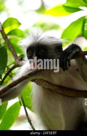 Sansibar Red Colobus (Piliocolobus kirkii) im Jozani Forest, Sansibar, Tansania. Stockfoto