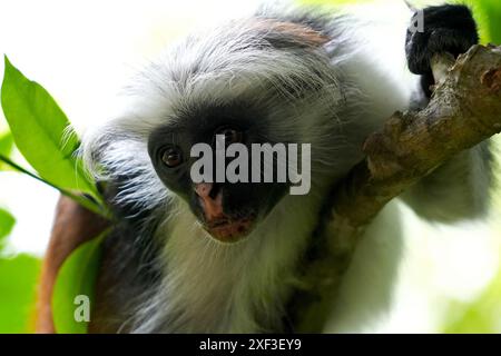 Sansibar Red Colobus (Piliocolobus kirkii) im Jozani Forest, Sansibar, Tansania. Stockfoto