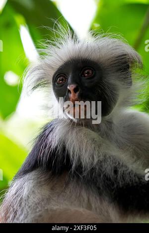 Sansibar Red Colobus (Piliocolobus kirkii) im Jozani Forest, Sansibar, Tansania. Stockfoto