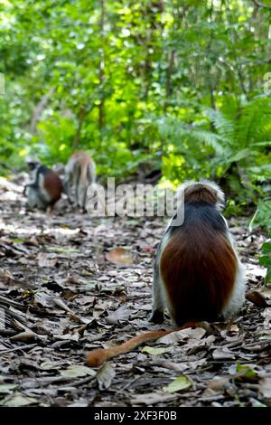 Sansibar Red Colobus (Piliocolobus kirkii) auf dem Waldboden des Jozani Forest, Sansibar, Tansania. Stockfoto