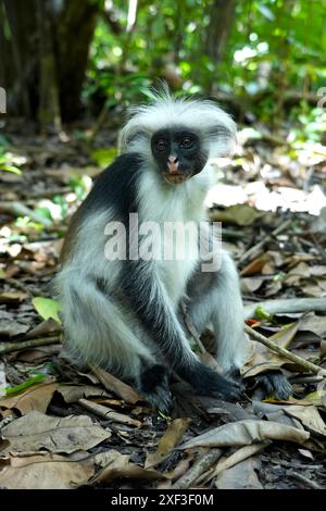 Sansibar Red Colobus (Piliocolobus kirkii) im Jozani Forest, Sansibar, Tansania. Stockfoto