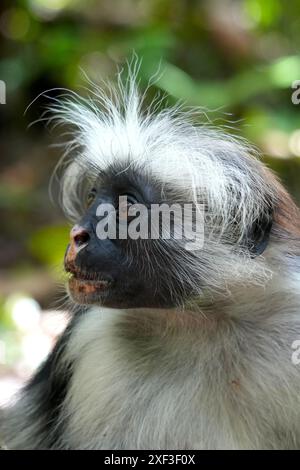 Sansibar Red Colobus (Piliocolobus kirkii) im Jozani Forest, Sansibar, Tansania. Stockfoto