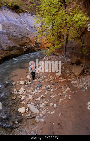 Eine Frau wandert durch ein Flussbett im Zion-Nationalpark in Springdale, Utah. Stockfoto