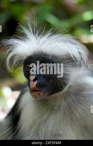 Sansibar Red Colobus (Piliocolobus kirkii) im Jozani Forest, Sansibar, Tansania. Stockfoto