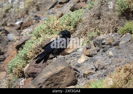 Kanarienrabben (Corvus corax canariensis) Stockfoto