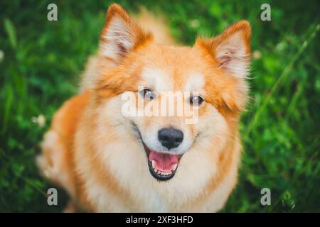 Isländischer Hund Stockfoto