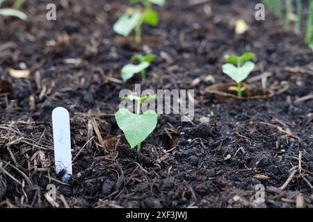 Zwergbohnenpflanzen Ferrari wächst in einem Hochbeet in einem Gemüsegarten, Großbritannien. Stockfoto