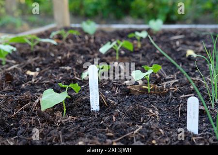 Zwergbohnenpflanzen Ferrari wächst in einem Hochbeet in einem Gemüsegarten, Großbritannien. Stockfoto