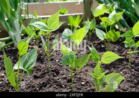 Zwergbohnenpflanzen Ferrari wächst neben Zwiebelpflanzen in einem Hochbeet in einem Gemüsegarten, Großbritannien. Stockfoto