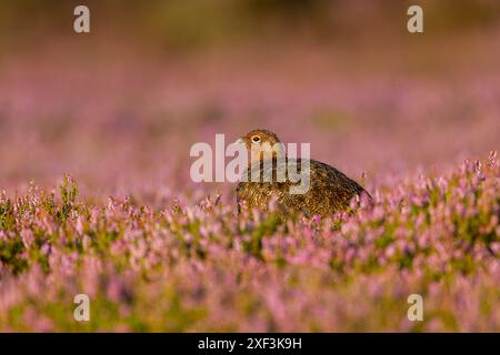 Das Hirschhühnchen (Lagopus lagopus scotica) saß zwischen blühender Heide im warmen Morgenlicht vor einem Hintergrund von unscharfer Heide Stockfoto