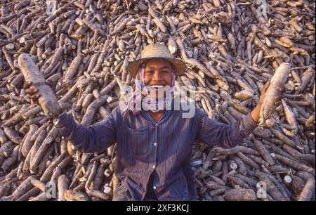 Thailand, Ubon Ratchatani - Maniok-Ernte. Die Kassawurzeln werden nach Europa exportiert, um sie als Schweinefutter zu verwenden. Stockfoto