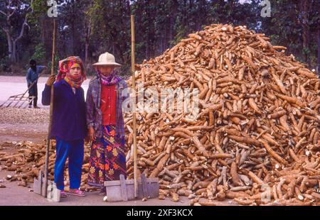 Thailand, Ubon Ratchatani - Maniok-Ernte. Die Kassawurzeln werden nach Europa exportiert, um sie als Schweinefutter zu verwenden. Stockfoto