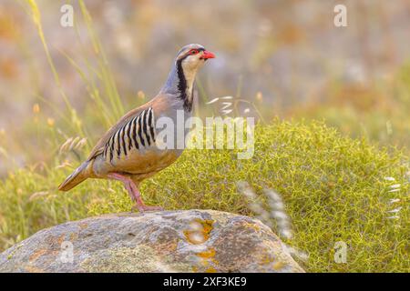 Rebhühner Chukar (Alectoris chukar) auf Stein. Dieser Vogel hat seine Heimat in Asien. Naturszene in Asien. Stockfoto