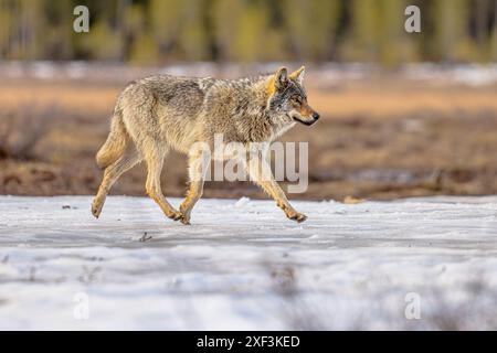 Der eurasische Wolf (Canis Lupus Lupus), auch bekannt als gemeiner Wolf, ist eine in Europa und Asien heimische Unterart des Grauwolfs. Es war einst weit verbreitet Stockfoto