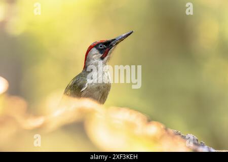 European Green Woodpecker (Picus viridis) im abstrakten europäischen Waldhintergrund. Vogel im natürlichen Lebensraum. Naturlandschaft in Euro Stockfoto