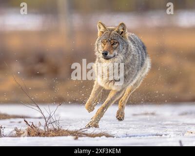 Der eurasische Wolf (Canis Lupus Lupus), auch bekannt als gemeiner Wolf, ist eine in Europa und Asien heimische Unterart des Grauwolfs. Es war einst weit verbreitet Stockfoto