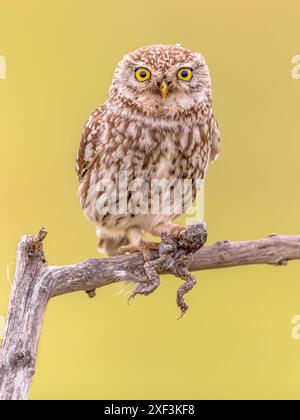 Die kleine Eule (Athene noctua) ist ein nächtlicher Vogel auf einem Ast mit hellem Hintergrund und Froschbeute in der Klaue. Wildnis-Szene der Natur in Europa. Stockfoto