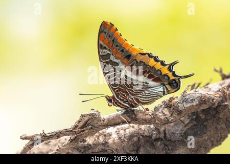 Zweiflügeliger Pascha (Charaxes jasius) wunderschöner Schmetterling auf dem Kofferraum. Einer der größten Schmetterlinge Europas. Naturlandschaft in Europa. Stockfoto