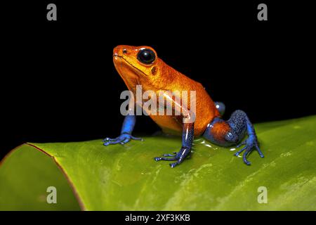 Erdbeergiftfrosch, Erdbeergiftfrosch oder Blaue Jeans Giftfrosch (Oophaga pumilio, ehemals Dendrobates pumilio) ist eine Art des kleinen po Stockfoto
