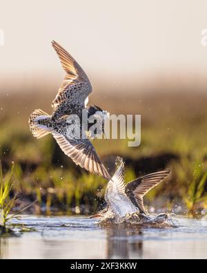 Ruff (Calidris pugnax) ist ein mittelgroßer Watvogel, der in Sümpfen und Feuchtwiesen im nördlichen Eurasien brütet. Dieser sehr gesellige Sandfänger Stockfoto