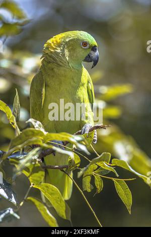 Amazona auropalliata ist ein weit verbreiteter amazonas-Papagei. Sie wurde kürzlich als kritisch eingestuft Stockfoto