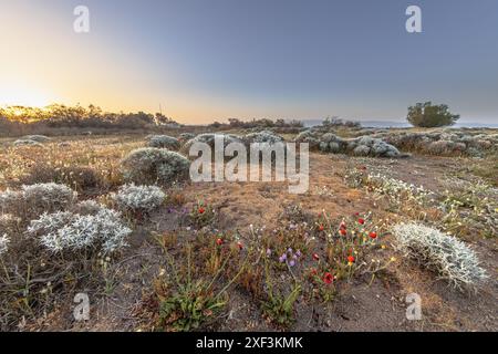 Strauch Vegetation in Alykes Feuchtgebiete sheepfields birding Website auf der Insel Lesbos, Griechenland Stockfoto