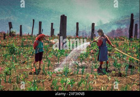 Thailand. Nach dem Abriss und der Verbrennung auf einem Hügel im Norden pflanzten Bauern des Lisu-Stammes den fruchtbaren Boden mit Blumen, die sie am m verkaufen konnten Stockfoto