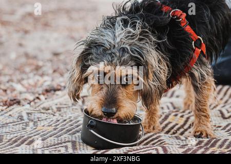 Mischlingshund in rotem Gurtzeug Trinkwasser aus einer Schüssel am Strand. Das Konzept, Haustiere mit Feuchtigkeit zu versorgen. Heißer Sommertag Stockfoto