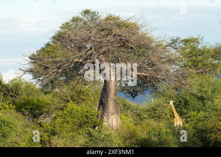 Ein massiver Baobab schwingt eine Giraffe, das größte lebende Tier. Baobabs wachsen langsam und speichern große Mengen Wasser, um lange Trockensaison zu überstehen Stockfoto