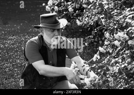Reifer Gärtner. Senior pflanzt Blumen im Garten. Bauer im Garten, der Rosen schneidet. Porträt eines reifen alten Mannes, der sich um Rosenbüsche kümmert, arbeitet Stockfoto
