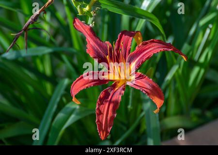 Wunderschöne Nahaufnahme einer herbstlichen roten Hemerocallis-Blume Stockfoto