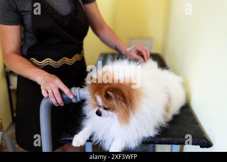 Nach dem Bürsten und Waschen trocknet ein Groomer einen deutschen Spitzmantel mit einem Haartrockner. Stockfoto