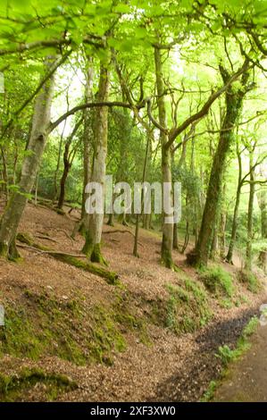 Waldland, in der Nähe von Manaccan, The Lizard, Cornwall, Großbritannien Stockfoto