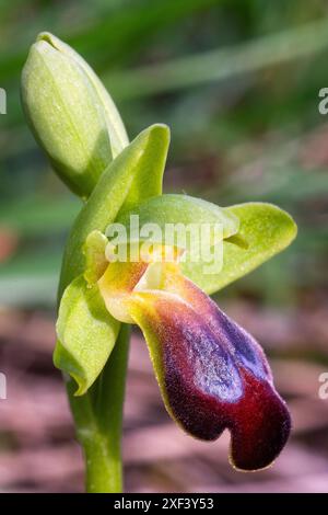 Traubenkraut-Orchidee (Ophrys funerea), Orchidaceae. Knollige krautige, wilde Pflanze. Greve in Chianti, Toskana, Italien. Stockfoto