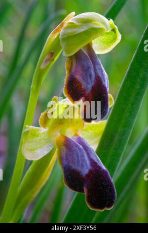 Traubenkraut-Orchidee (Ophrys funerea), Orchidaceae. Knollige krautige, wilde Pflanze. Greve in Chianti, Toskana, Italien. Stockfoto