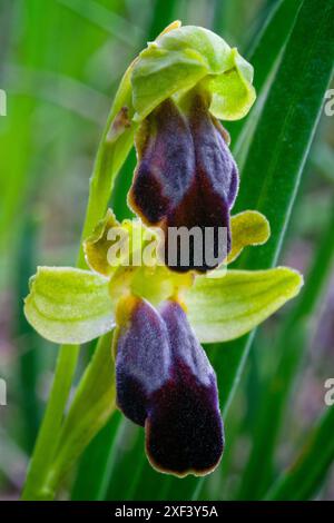 Traubenkraut-Orchidee (Ophrys funerea), Orchidaceae. Knollige krautige, wilde Pflanze. Greve in Chianti, Toskana, Italien. Stockfoto