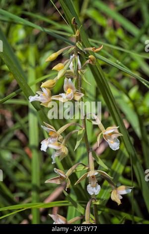 Marsh Helleborin (Epipactis palustris), Orchidaceae. Rhizomatöses Staudenkraut. Wilde europäische Orchideen. Seltene Pflanze. Toskana, Italien. Stockfoto